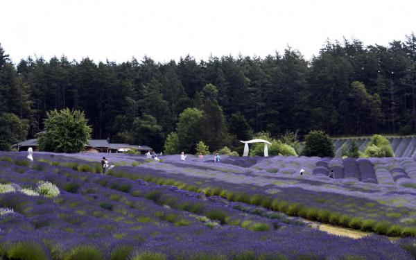 Pelindaba Lavender Farm on San Juan Island