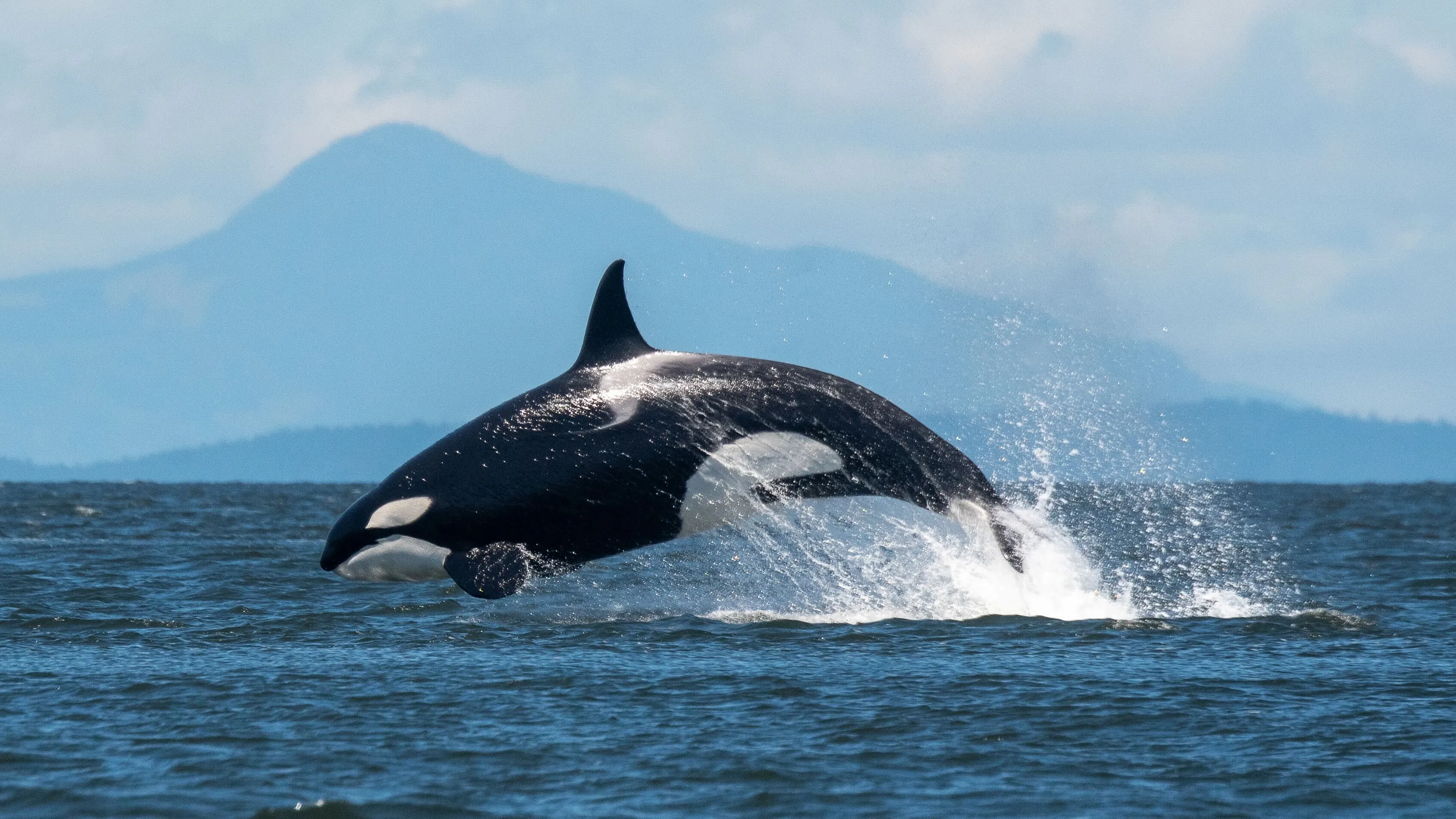 Orca Breaching, Whale Watching on San Juan Island, Washington