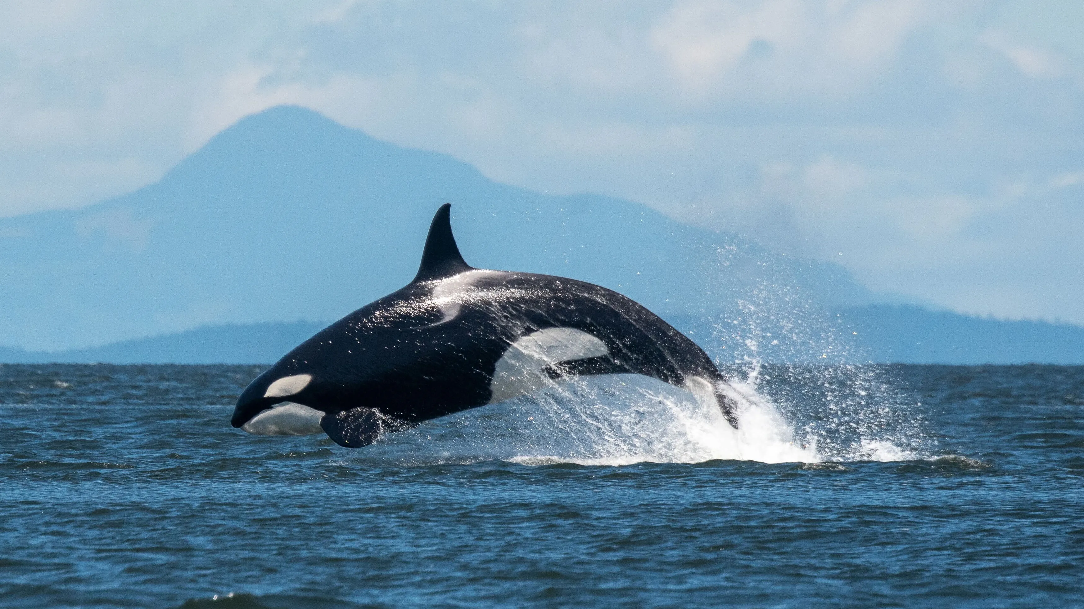 Orca Breaching, Whale Watching on San Juan Island, Washington