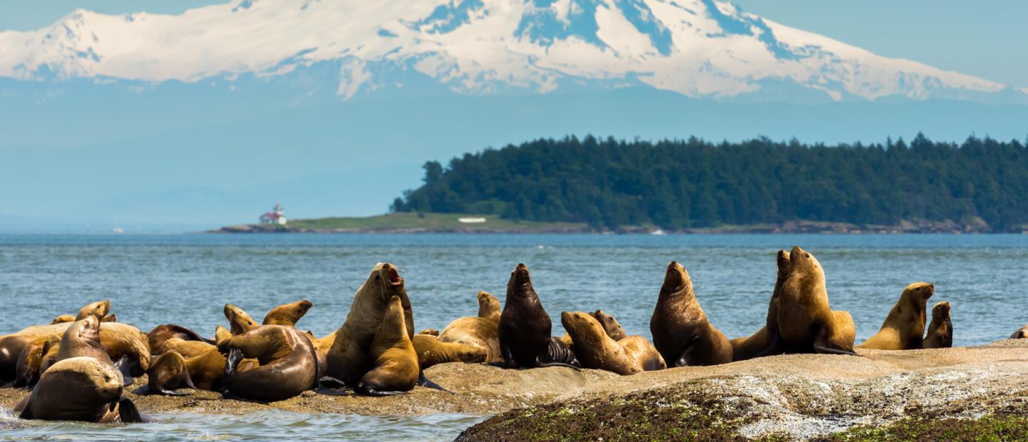 Stellar Sea Lions with Mt Baker in background, courtesy of Maya's Legacy Whale Watching