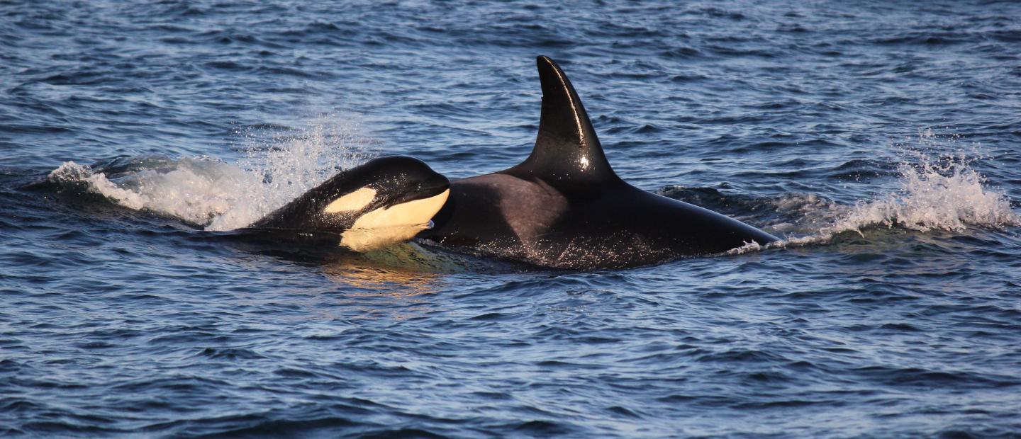 Orca with Baby near San Juan Island - photo by Emily Schaller with San Juan Safaris