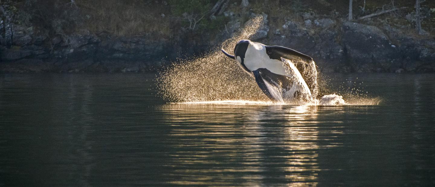 San Juan Safaris, Friday Harbor, WA