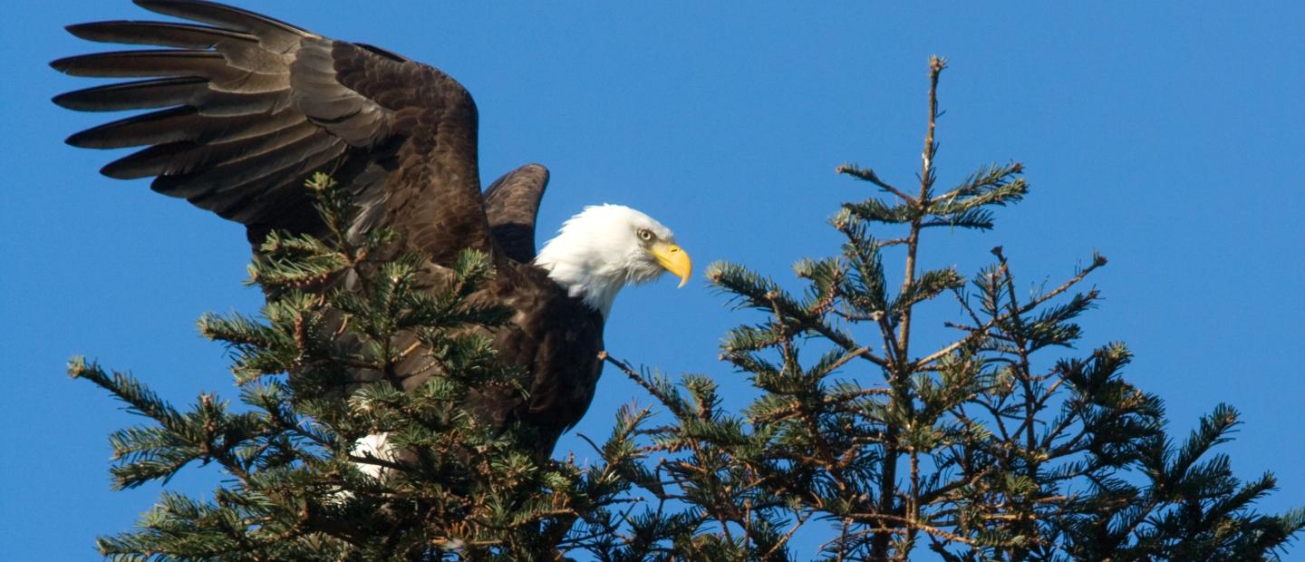 San Juan Safaris, Friday Harbor, WA