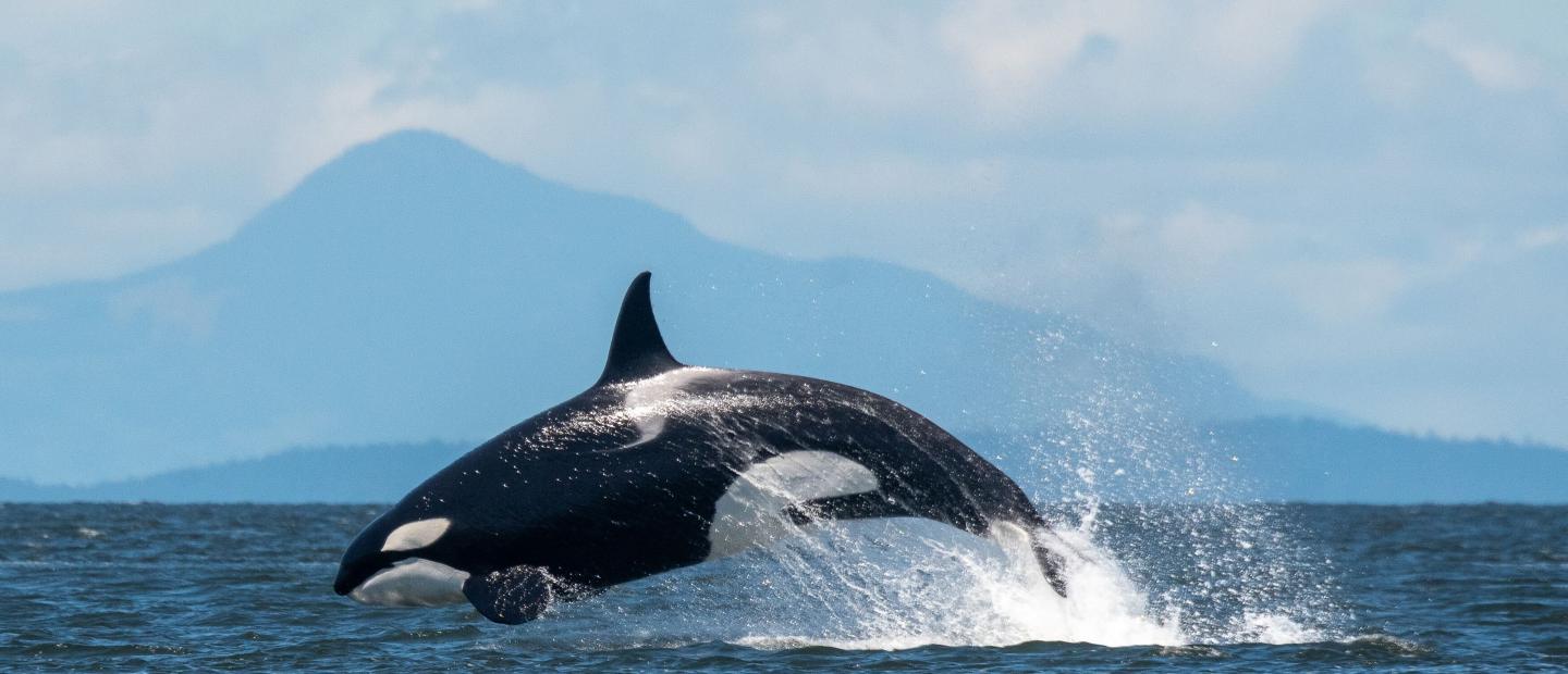 Orca Breaching, Whale Watching on San Juan Island, Washington