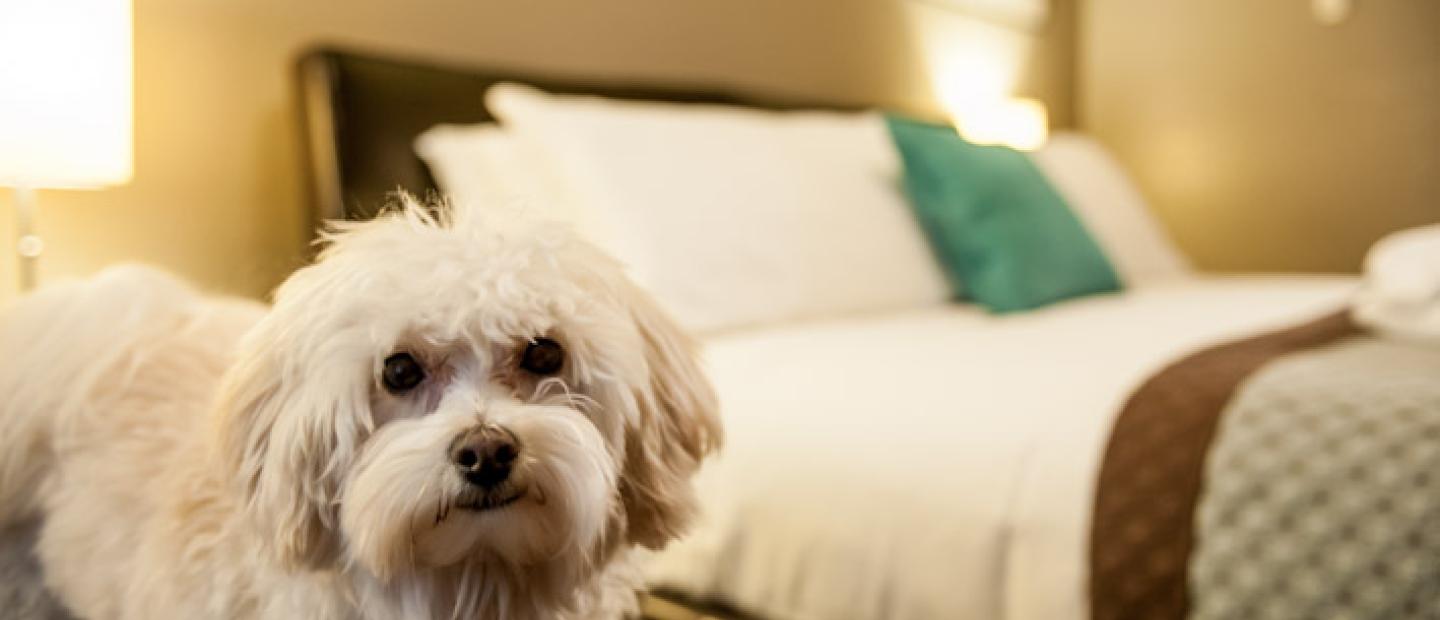 Dog Friendly Rooms at Earthbox